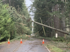 City of Bellevue Wind Storm